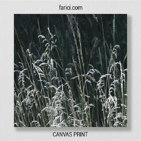 Canvas print Meadow Grass