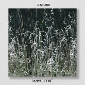 Canvas print Meadow Grass
