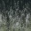 WallMural Meadow Grass photo