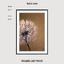 Art print «Lucky Dandelion» photo