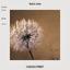 Canvas print Lucky Dandelion photo