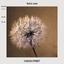 Canvas print Lucky Dandelion photo
