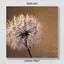 Canvas print Lucky Dandelion photo