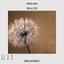 WallMural Lucky Dandelion photo