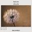 WallMural Lucky Dandelion photo